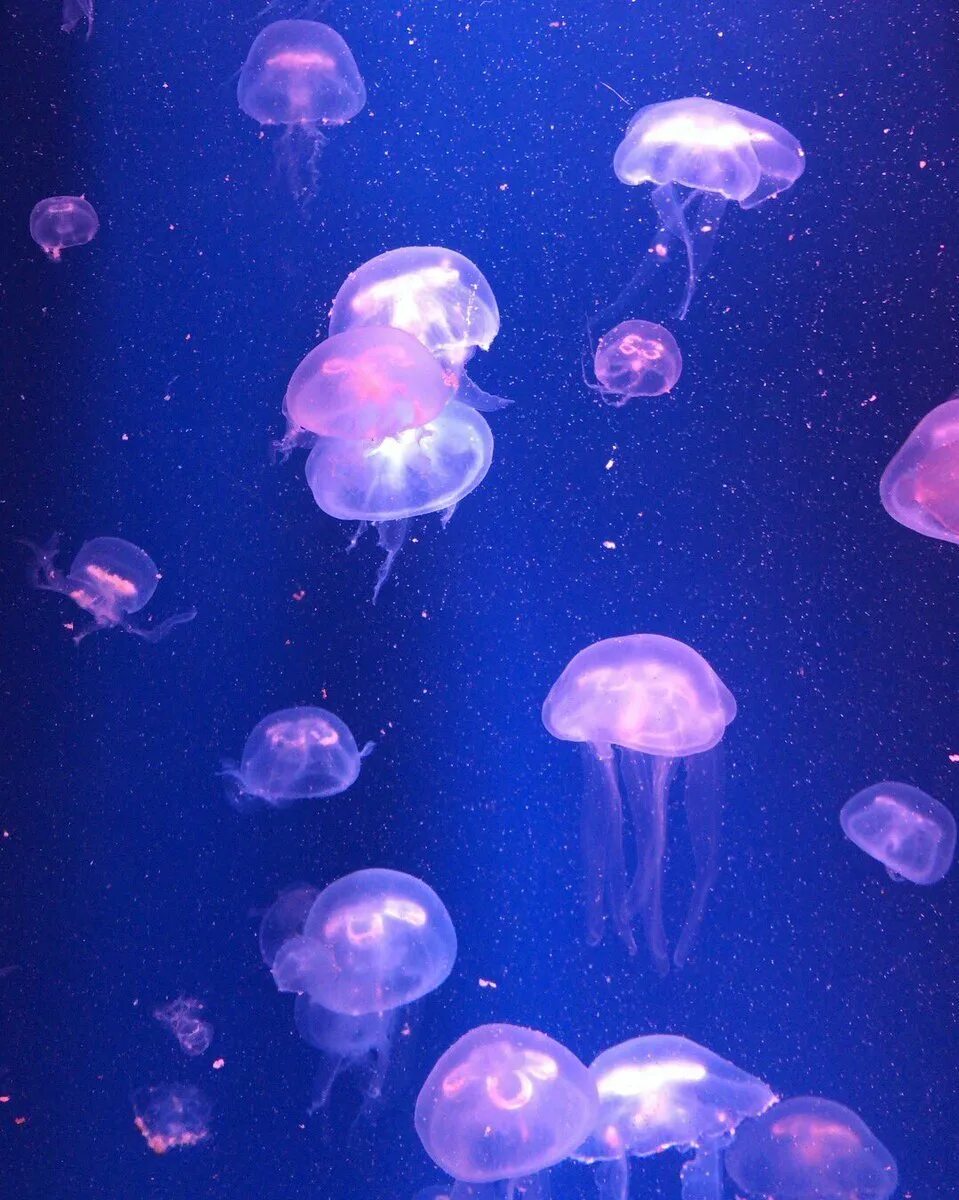 Миграция медуз. Подводный мир медузы. Нашествие медуз в черном море. В море много медуз. В море много медуз.