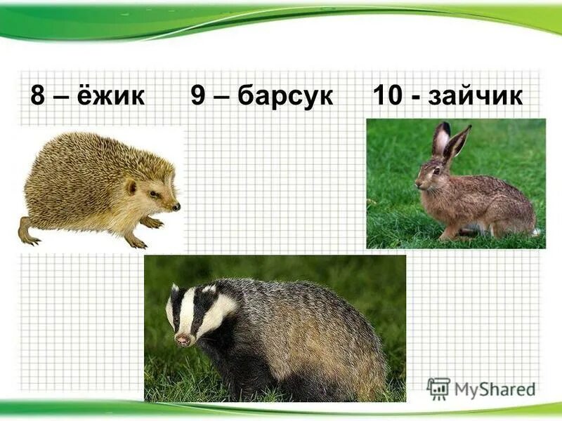 Медведь еж барсук. Барсук и еж. Барсук и ежик. Медведь еж барсук впадают в спячку. Как животные готовятся к зиме.