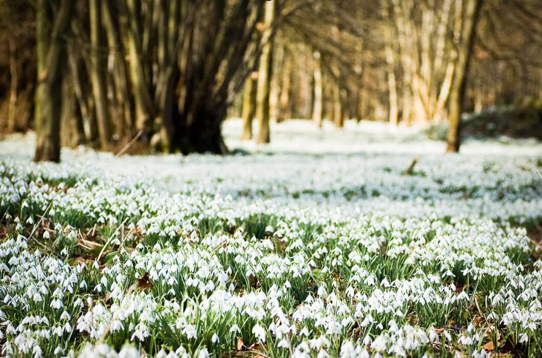Апрель в разных странах. Цветение вишни в японии праздник. Апрель в разных странах. Крокусы в щецине. Апрель в разных странах.