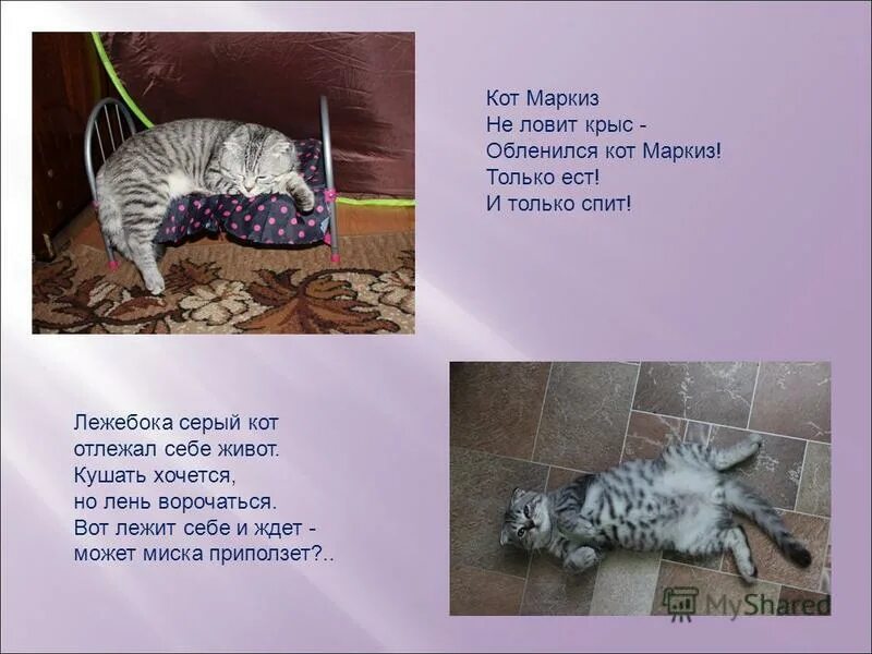 Лежебока рыжий кот стих. Лежебока рыжий кот отлежал. Рыжий кот отлежал себе живот. Рыжий кот отлежал себе живот. Рыжий кот отлежал себе живот.