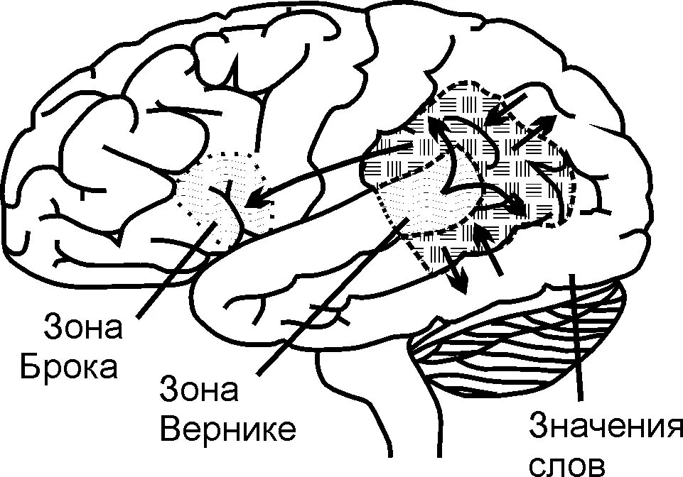 Brain zone. Мозг зоны Брока и Вернике. Речевые зоны Брока и Вернике. Центр Вернике и центр Брока. Строение головного мозга центр Верника.