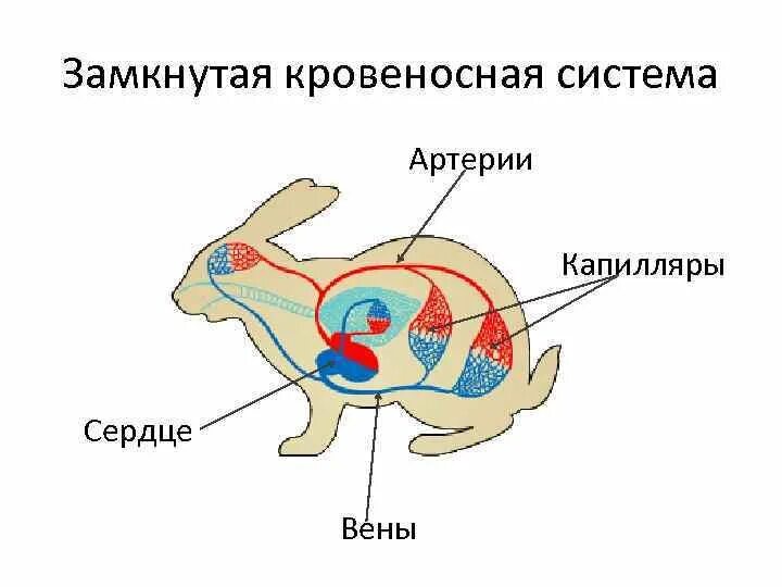 У каких беспозвоночных замкнутая кровеносная система. Незамкнутая кровеносная система у животных. Кровеносная система млекопитающих схема. Схема замкнутой и незамкнутой кровеносных систем. Кровеносная система млекопитающих кролик.