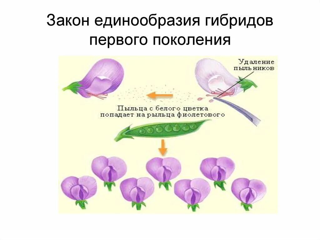 Первое правило гибридов первого поколения. Единообразие гибридов 1 поколения. Закон единообразия гибридов 1 поколения. Закон единообразия гибридов 1 поколения схема. Закон единообразия гибридов первого поколения пример.