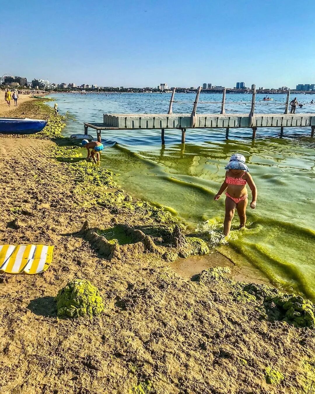 Водоросли в анапе. Анапа цветет море 2023. Анапа зеленое море 2023.