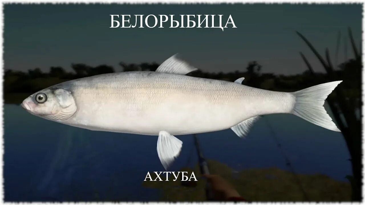Троф уклейка рр4. Уклейка рр4. Уклейка белая рр4. Троф уклейка рр4. Вьюнок рр4.