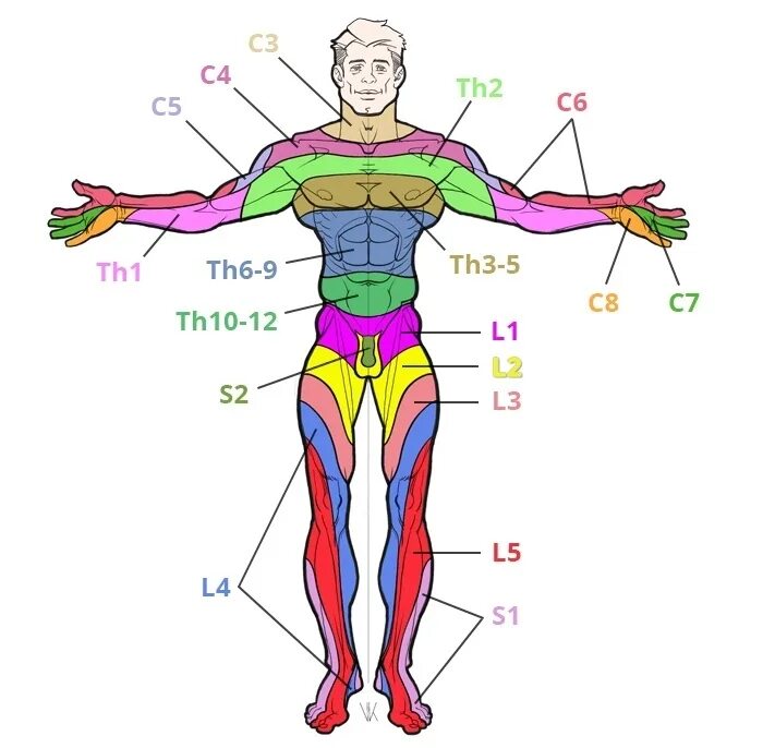 Иннервация l4-l5 Корешков. Зона иннервации l4-l5. Зона иннервации l5-s1. Дерматомы l4. Запястье голень и позвоночник