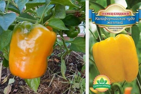 Перец Калифорнийское чудо: характеристика и описание сорта, выращивание с фото