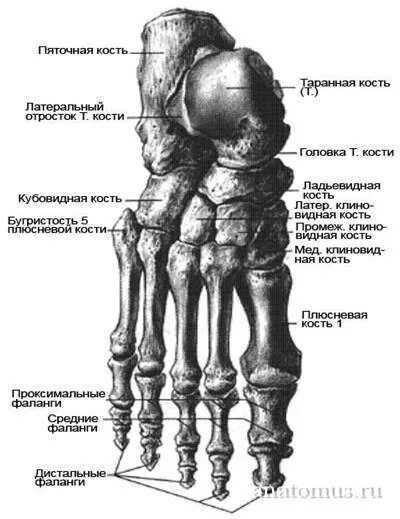 Таранная латынь. Стопа анатомия кости таранная кость. кости предплюсны стопы анатомия. таранная кость предплюсны. таранная кость стопы анатомия.