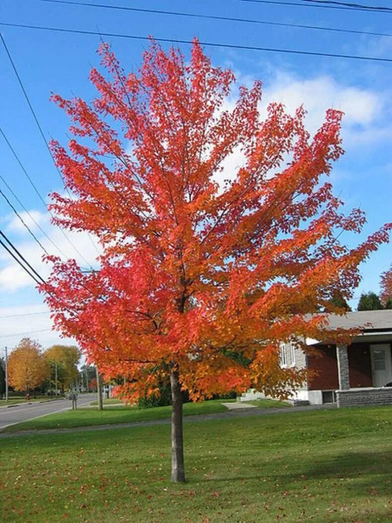Дерево с красными листьями название. Японский клен Гиннала. Клён канадский краснолистный. Клён рубрум. Клен канадский красный.