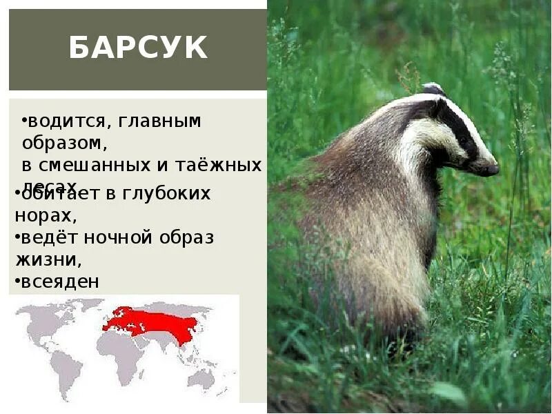Почему барсук. Куньи барсук. барсук обитает в россии. барсук представители. барсук размер.