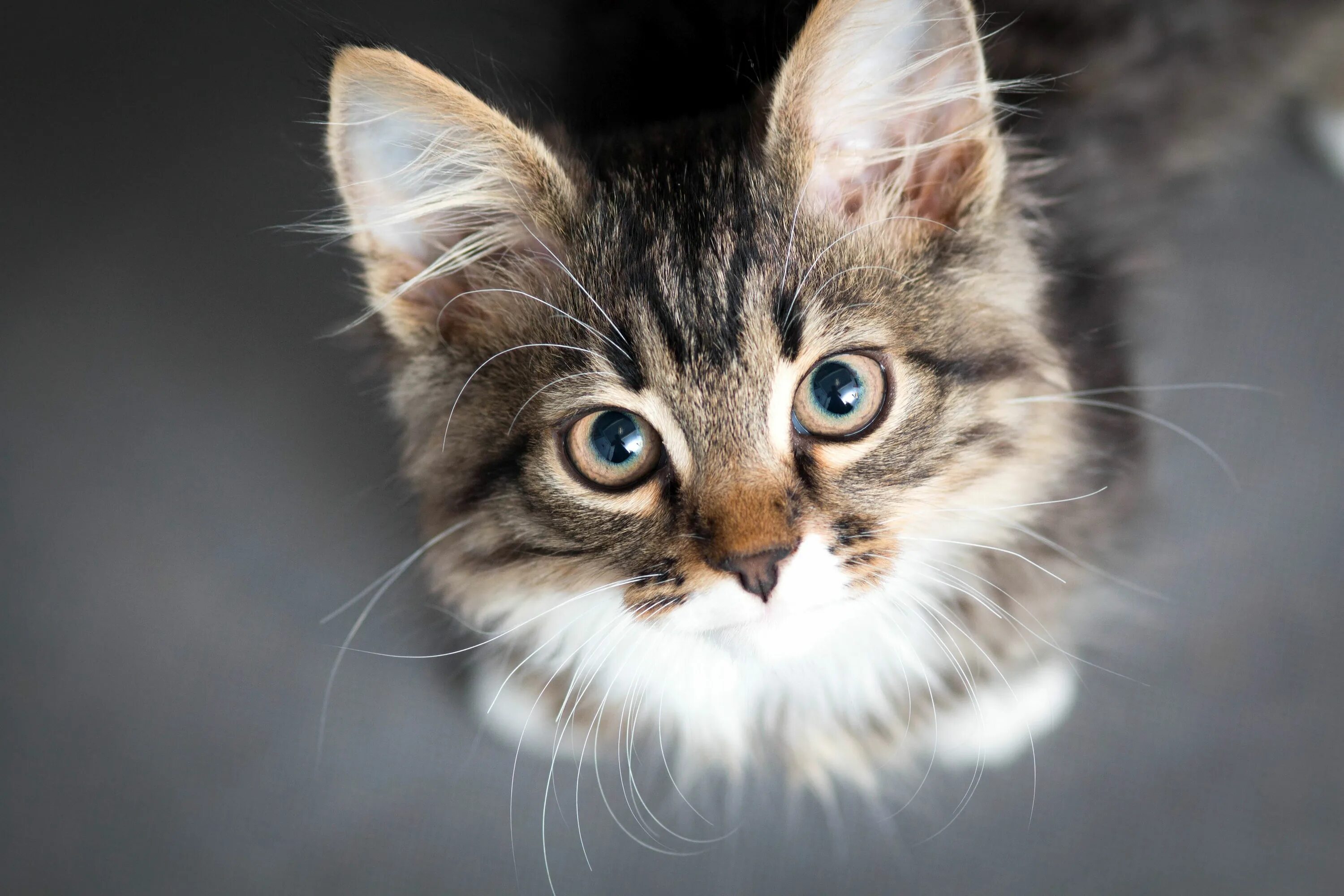 Кошка много мяукает. Котики. кот мяукает. как мяукают коты. милые картинки на аву.