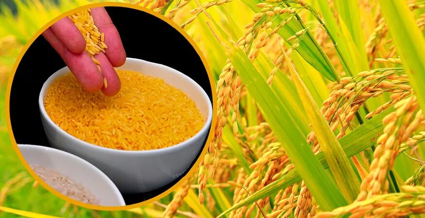 Rice 10. Золотой рис ГМО. Трансгенный золотой рис. Генномодифицированный рис. Рис растение.