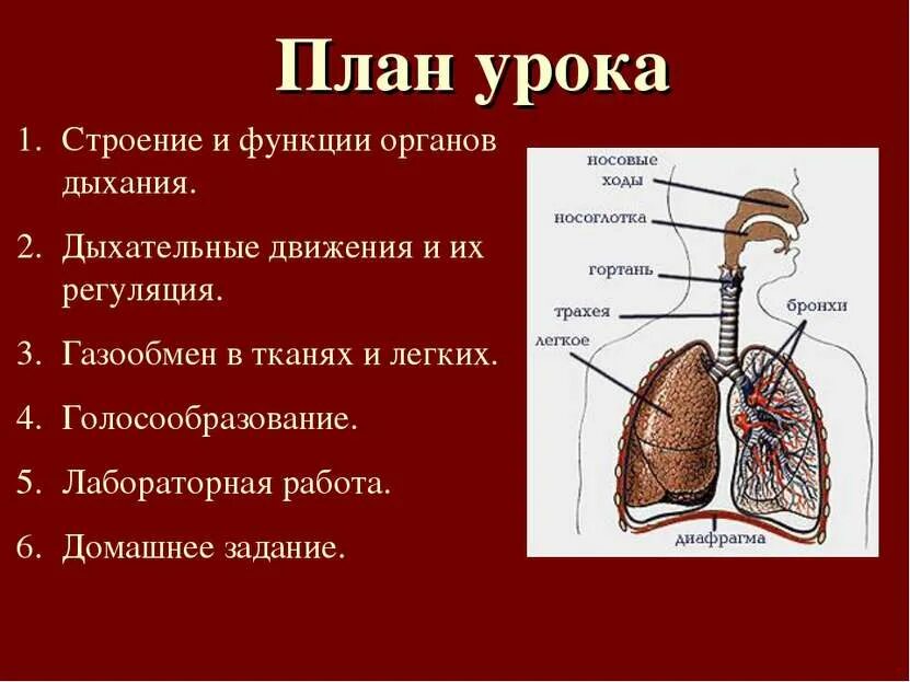 Строение дыхательной системы 8 класс. Дыхательная система органов дыхания 8 класс. строение легких и функции 8. строение и функции органов дыхания 8 класс. строение легких газообмен в легких.