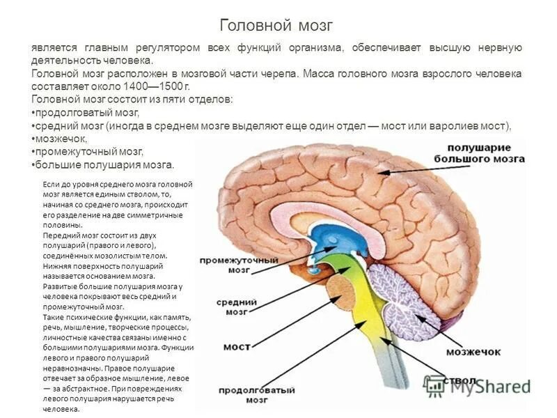 В какой части головного мозга. Части мозга. Отделы мозга. Головной мозг. Отделы и части головного мозга.