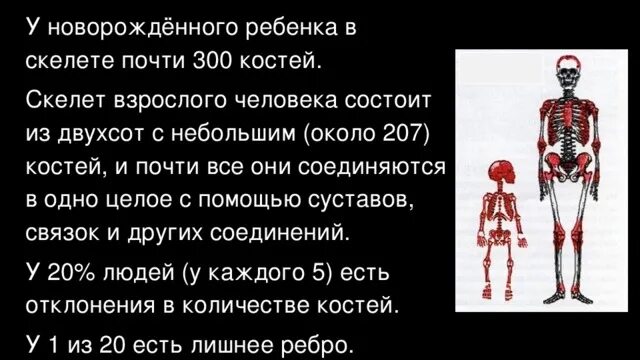 Сколько костей у новорожденного. Сколько костей у взрослого человека и у ребенка. Скелет ребенка и взрослого человека. Сколько костей у человека. Сколько костей у ребенка.