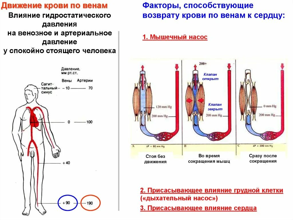 Факторы определяющие движение крови по венам. Факторы способствующие движению крови. Факторы которые обеспечивают движение крови по венам. Факторы способствующие движению крови в артериях.