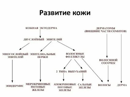 Покровы позвоночных животных представлены одним слоем эпителия