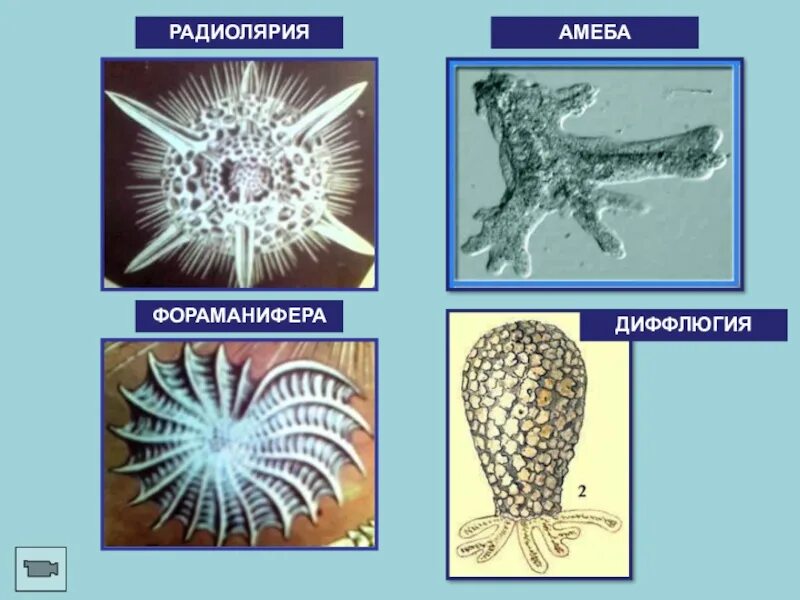 Изображенное на рисунке животное называется