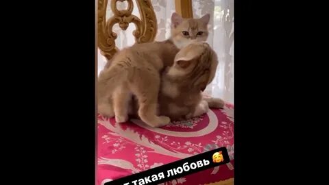 Любе подарили котенка