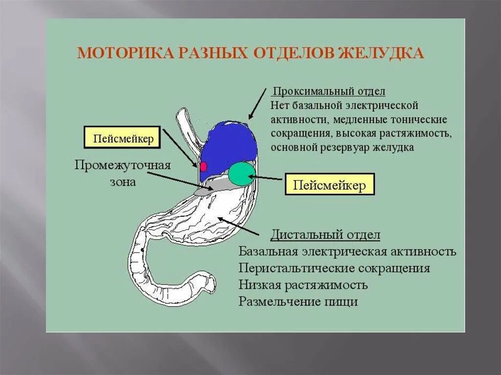 Желудочная моторика. Проксимальный отдел желудка. Проксимальный отдел желудка где. Моторика в разных отделах ЖКТ. Проксимальный отдел желудка где находится.