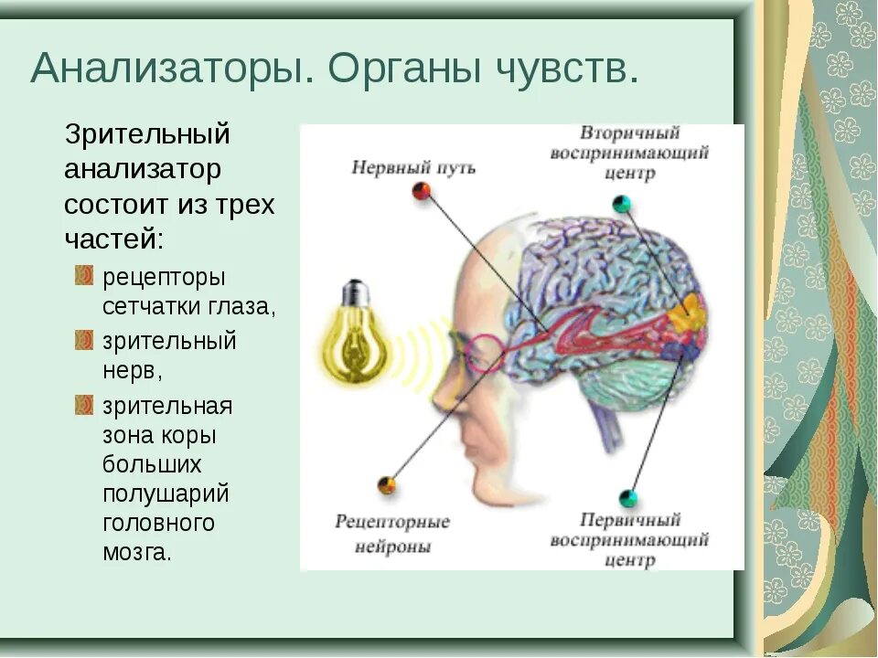 Схема анализатора органы чувств. Органы чувств анализаторы 8 класс биология. Строение анализатора. Строение анализатора человека.