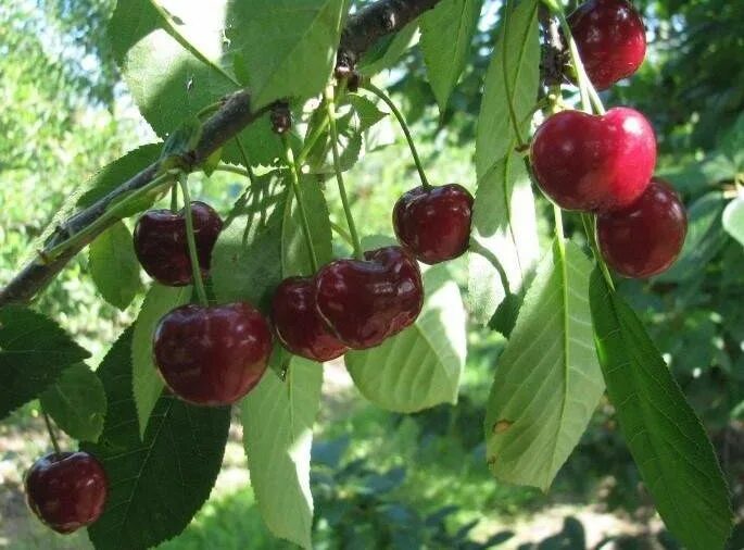 Черешня Мак: характеристика и описание сорта с фото
