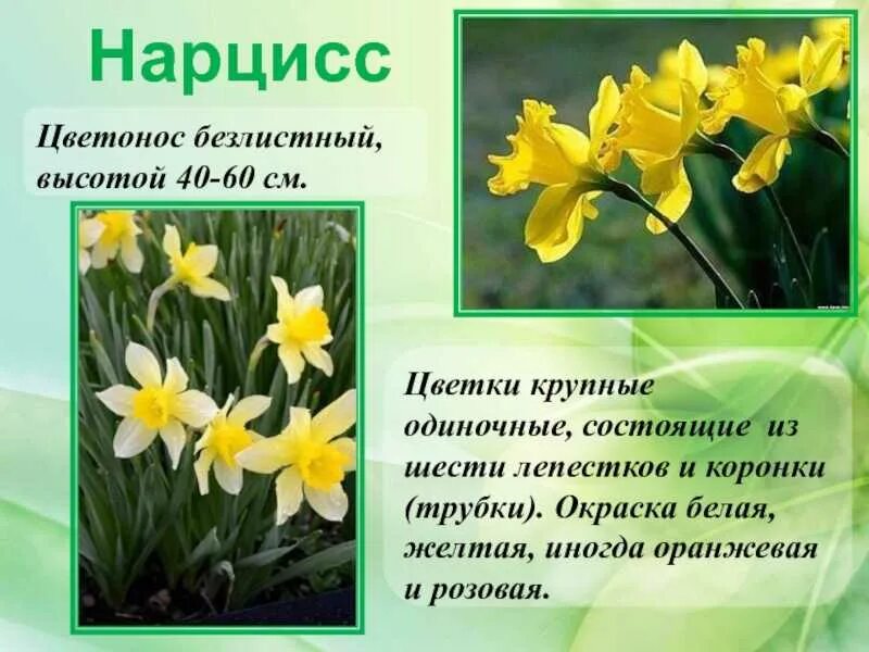 Нарцисс цветок описание легенда. Цветок нарцисс рассказ. Нарцисс описание растения. Нарцисс цветок. Нарцисс цветок описание.