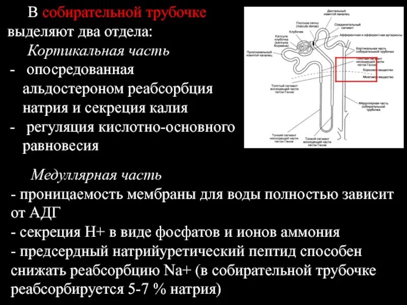 Процесс в собирательной трубочке