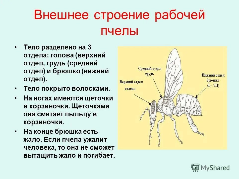 Исследование конечностей домашней пчелы какая биологическая наука. Пчела медоносная отделы и форма тела Крылья. Отделы тела пчелы медоносной. Внешнее строение перепончатокрылых насекомых. Внешнее строение пчелы.