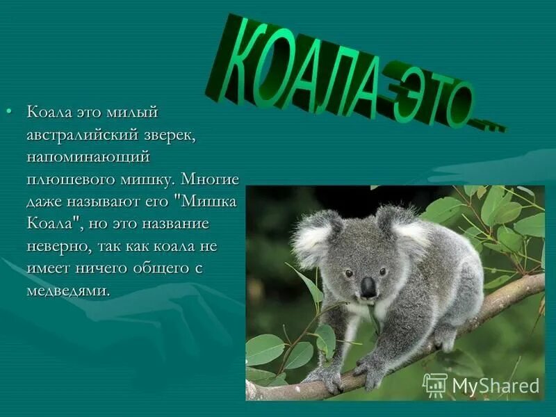 Презентация на тему коала. Коала интересное для детей. Интересные сведения о коале. Коала интересные факты.