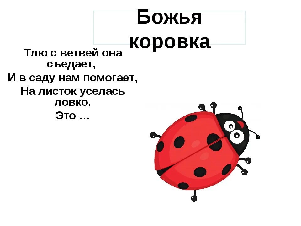 Божья коровка части. Стишок про Божью коровку. Стихотворение о божьеей коровки. Строение Божьей коровки. Стихотворение про Божью коровку для детей.