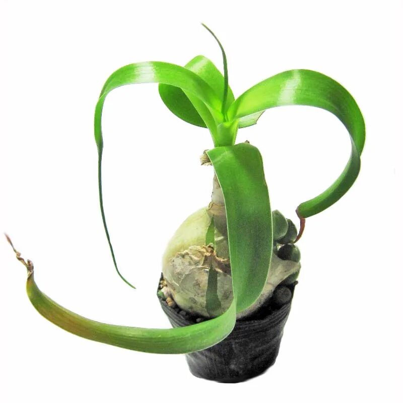 индийский лук птицемлечник лечебный. индийский лук брандушка. индийский лук лечебные. индийский лук птицемлечник лечебный. индийский лук птицемлечник лечебный.