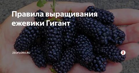Ежевика гигант описание отзывы