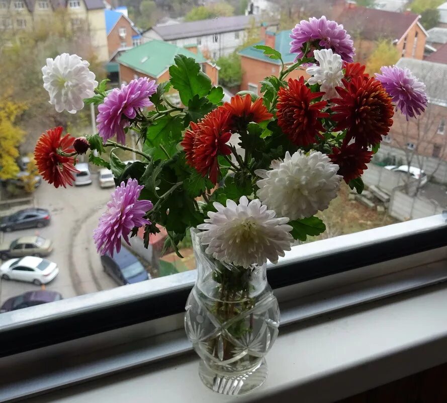 хризантемы на окно. хризантема дикая желтая. хризантема комнатная аджани. хризантемы на окно. хризантемы на подоконнике.