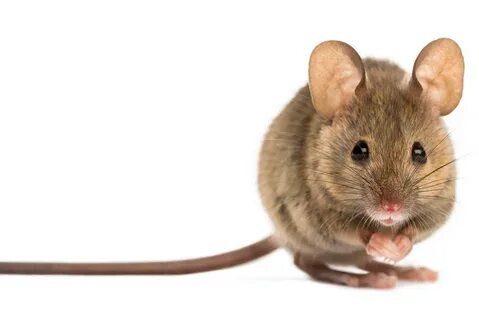 A mouse