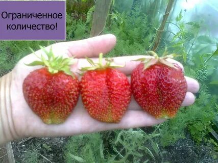 Кардинал клубника описание сорта фото отзывы садоводов