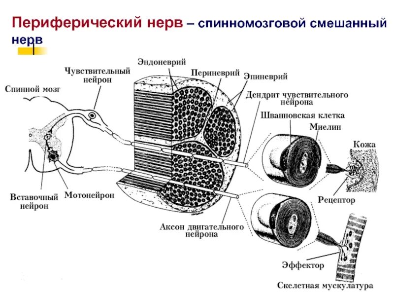 Смешанным нервом является