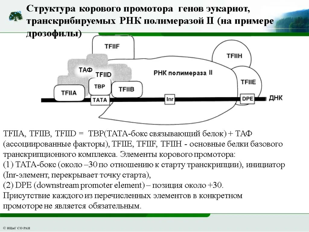 Промотор рнк полимеразы 3. Промотор Гена эукариот. Структура промотора эукариот. Строение Гена промотор тата бокс. РНК полимераза 1 промотор.