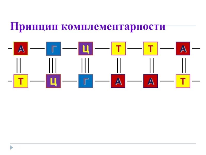 Принцип комплементарности биология. Принцип комплементарности ДНК рисунок. Принцип комплементарности ДНК схема. Принцип комплементарности ДНК И РНК.