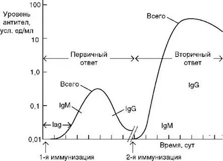 Динамика антител образование