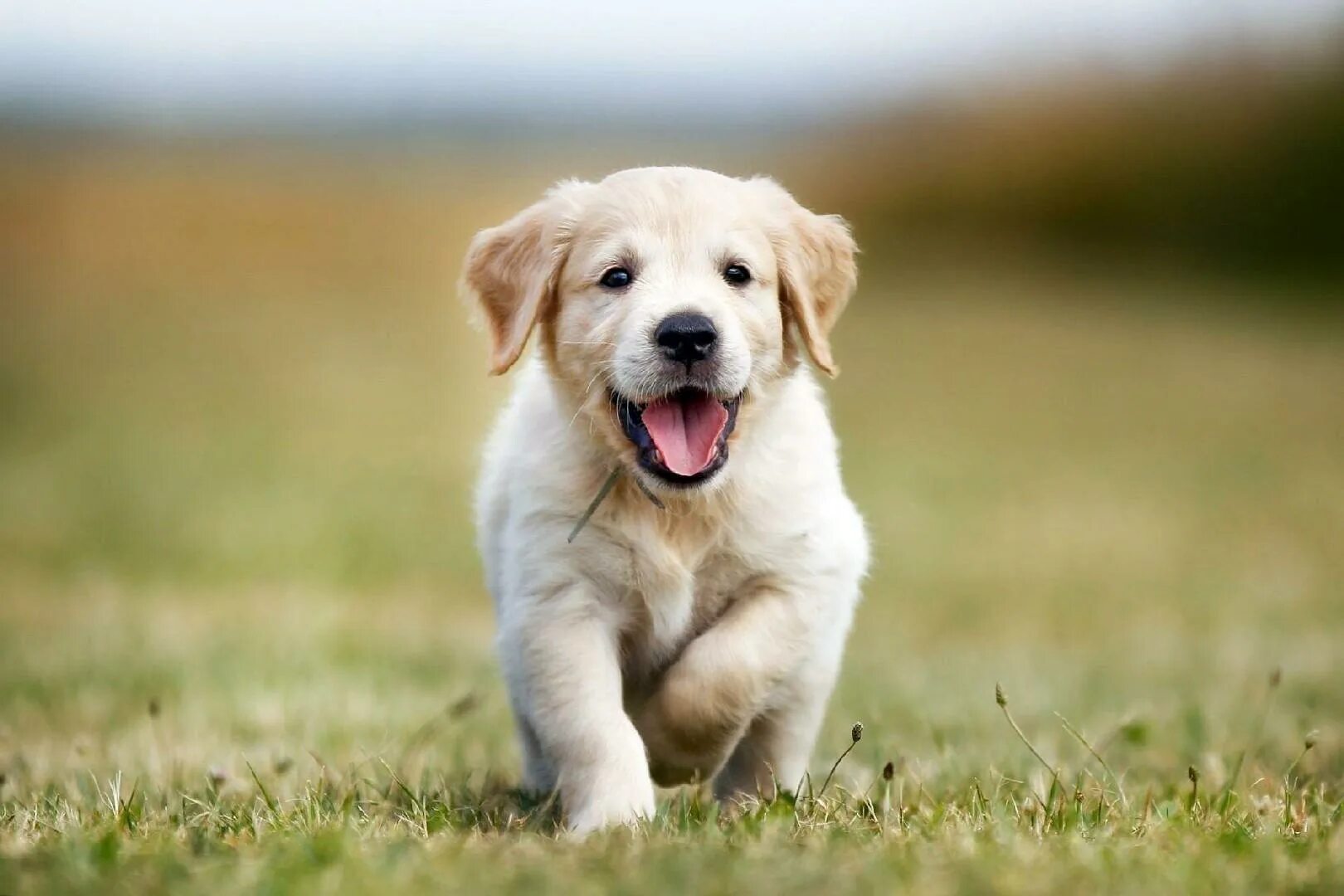 Золотистый кокер ретривер. Ретривер и далматин. Домашние уличные собаки. Две собаки знакомятся. Собаки знакомятся.