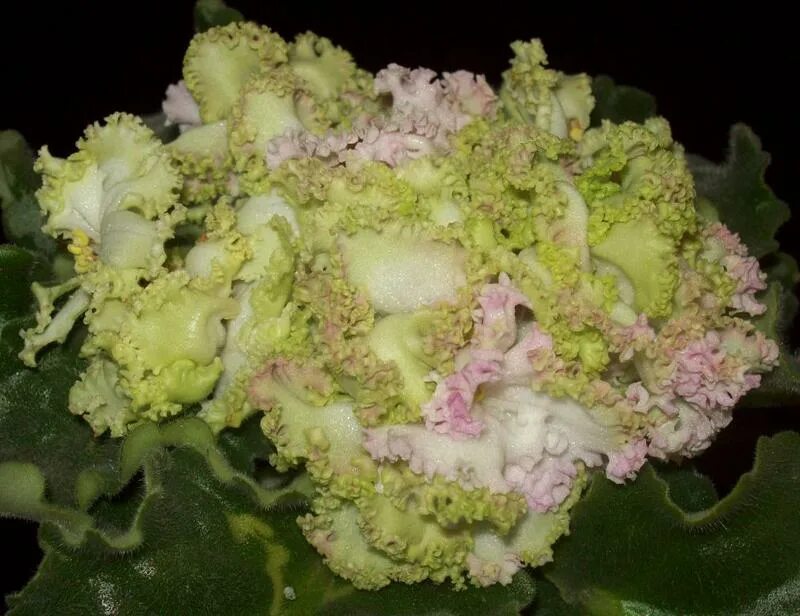Saintpaulia African Violet LE - Dendi plug plant Ukrainian Variety eBay African 