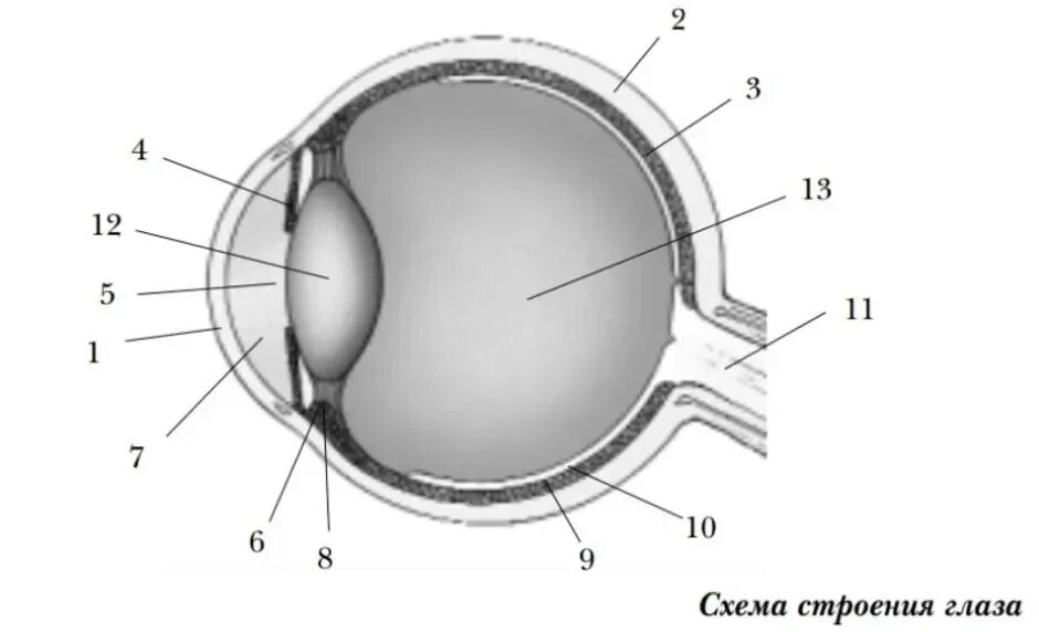 Тест строение глаза 8 класс