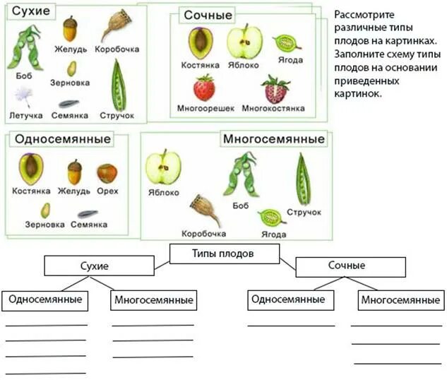 Схема многообразие плодов 6 класс биология. Схема плоды биология 6 класс. Схема типов плодов 6 класс биология. Таблица классификация плодов биология 6 класс. Разные типы плодов