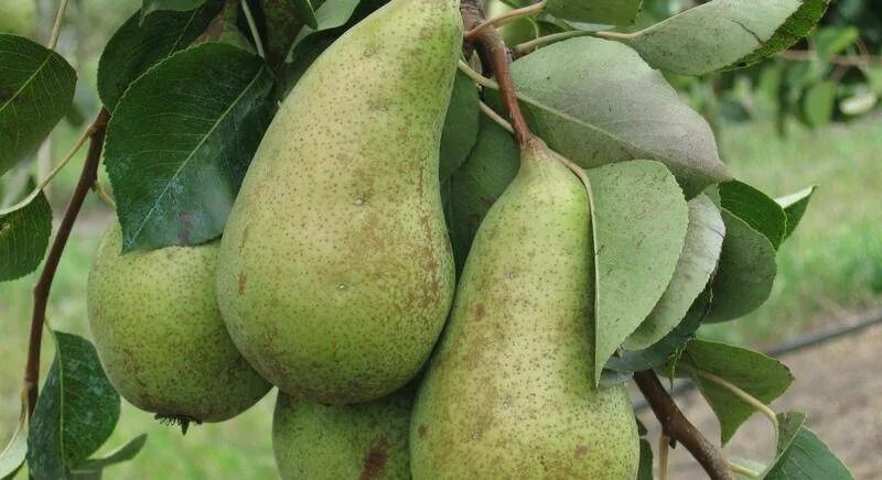 Зимние сорта груш фото. Сорт груши кюре. груша кюре (вильямс зимний). груша сорта керри. груша кюре фото.