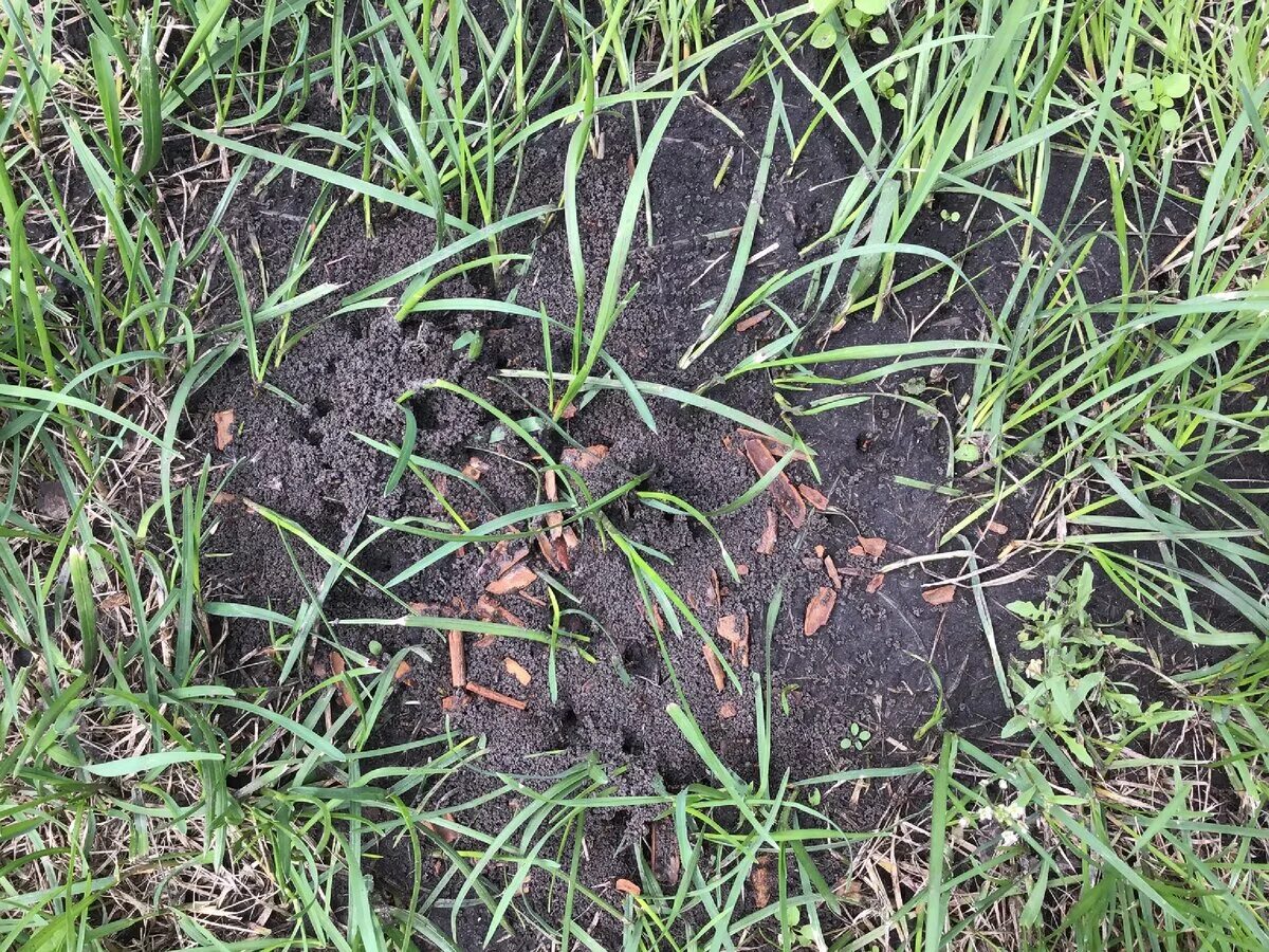Муравьи рыхлят почву. Муравейник в огороде. Муравейник на грядке. Желтые муравьи на огороде.