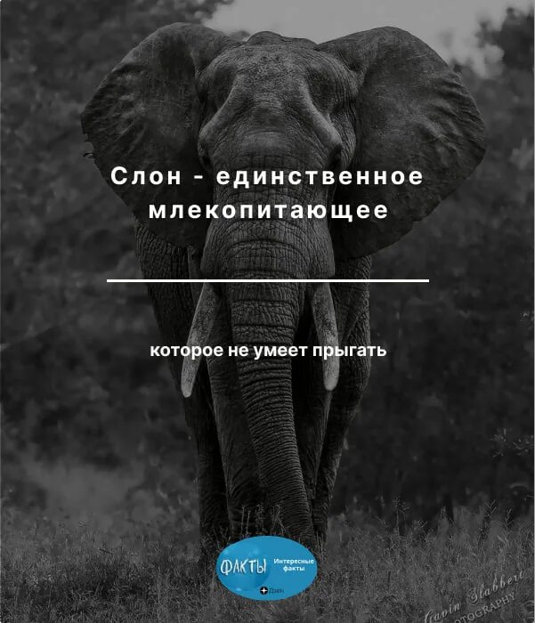 слоны умеют прыгать. обычный слон. слон скачет. что умеет слон. слон прыгает.