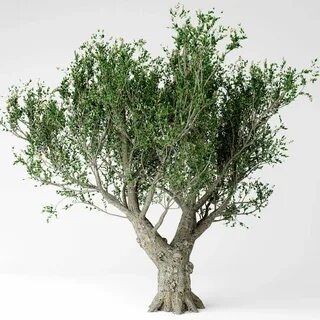 Tree отзывы
