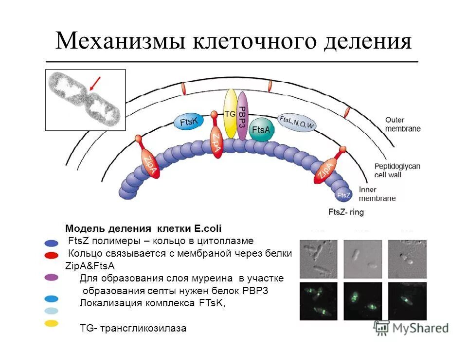 Схема деления клетки митоз и мейоз. Набор клеток мейоз митоз. Методическое деление клетки. Название фазы митоза интерфаза. Фазы деления клетки митоз рисунок.