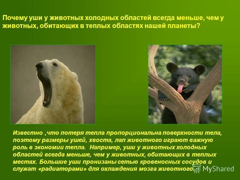Приспособленность животных к условиям обитания. Как приспосабливаются животные. приспособления животных. приспособления животных к холоду. животное которое приспособилось к среде обит.